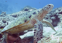 Sipadan_2015_Tortue Franche_Chelonia mydas_IMG_3003_rc